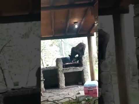 OSO EN CARNE ASADA EN MONTERREY