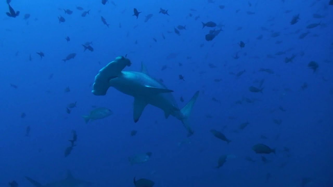 camera iphone 8 plus apk Nice Dirty Rock Hammerhead.m2t