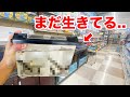 釣具屋で売っていた病気まみれのエサを飼育してみた結果がヤバすぎた...