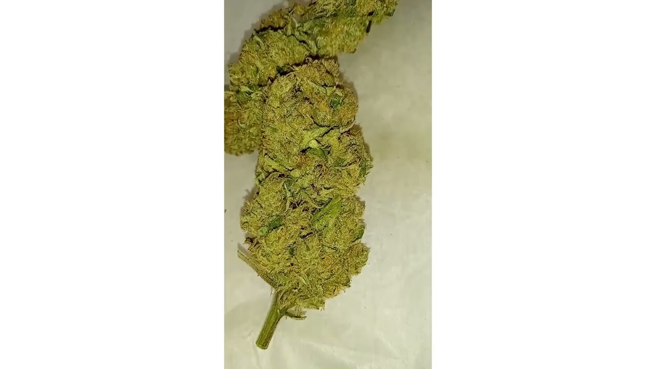 Fastbuds Forbidden Runtz Update