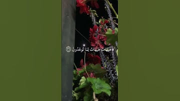 وَلَئِنْ أَطَعْتُم بَشَرًا مِّثْلَكُمْ♥️آيات عطرة من سورة المؤمنون بصوت الشيخ ياسر الدوسري🥀 #قرآن