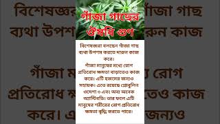গাঁজা গাছের ঔষধি গুণ cannabis healthtips shortsfeed shortsviral yshorts ayurvedic bangla