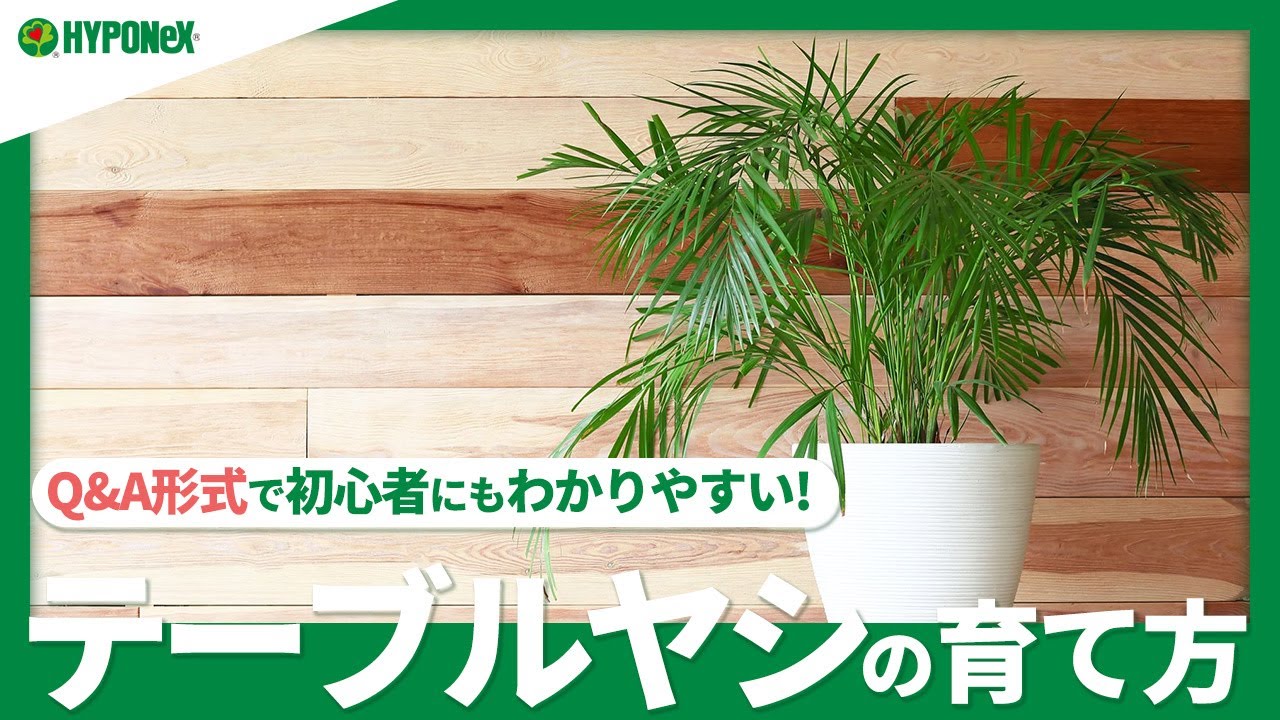 観葉植物 テーブルヤシの育て方 季節別の水やりや肥料 植え替え方法や 挿し木での増やし方などもご紹介 植物とあなたをつなぐplantia