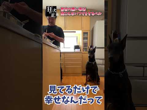貰えないとわかった瞬間コロッと態度を変えるドーベルマン