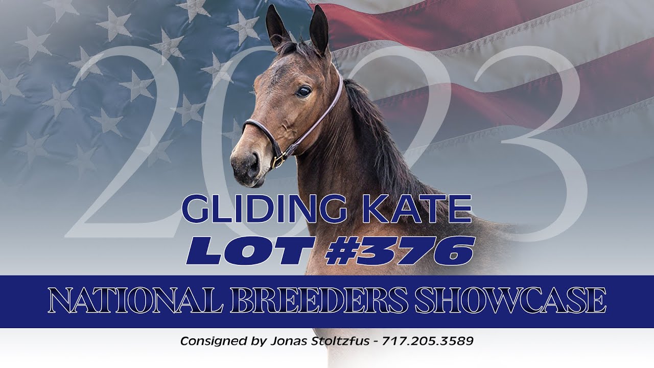 guccio-x-deweycheatumhowe-gliding-kate-lot-376-national-breeders