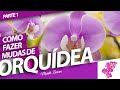 COMO FAZER MUDAS DE ORQUÍDEA | Murilo Soares | Spagnhol Plantas