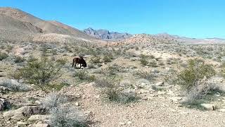 mojave desert