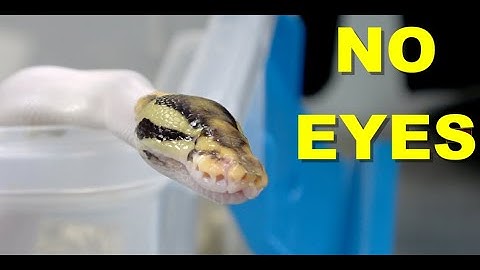 These Ball Pythons Were Born With No Eyes !!
