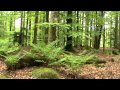 Forêt et chants d'oiseaux (3)