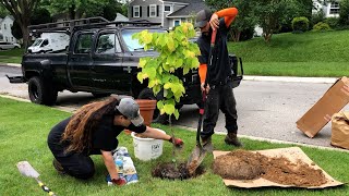 We Planted Two Of The Most Beautiful and One Of My Favorite Trees 🌳 / Dirt and Dish