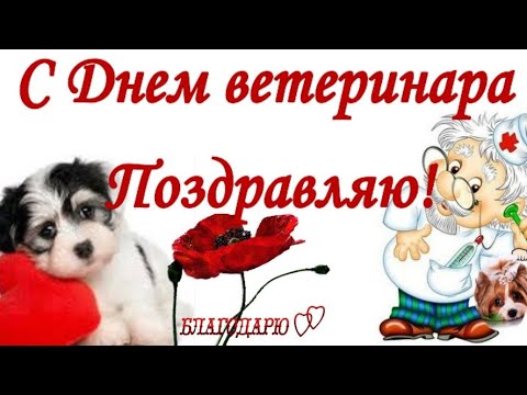 С Днем ветеринара прикольные поздравления и пожелания в день ветеринаров России