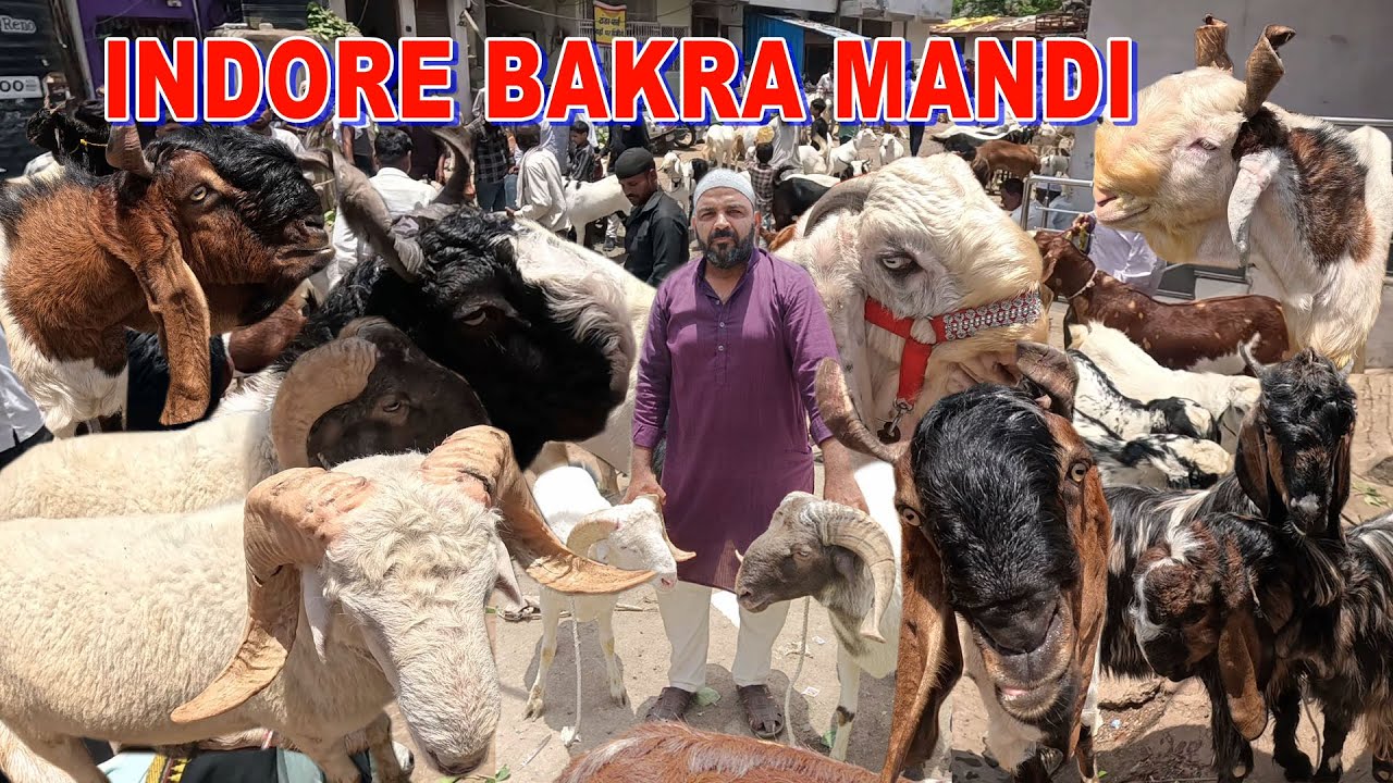 Indore Bakra Mandi Update Sunday 1 Jun 25 Bajariya Bakra Mandi