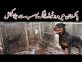 Visited at Vom Venom ( Usama Hameed & Sarrosh Ahmad ) Rottweiler Dog Kennel in Muzaffargarh Pakistan
