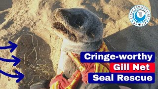 Cringeworthy Gill Net Seal Rescue