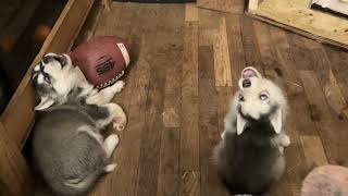 It’s a Husky puppy good morning!