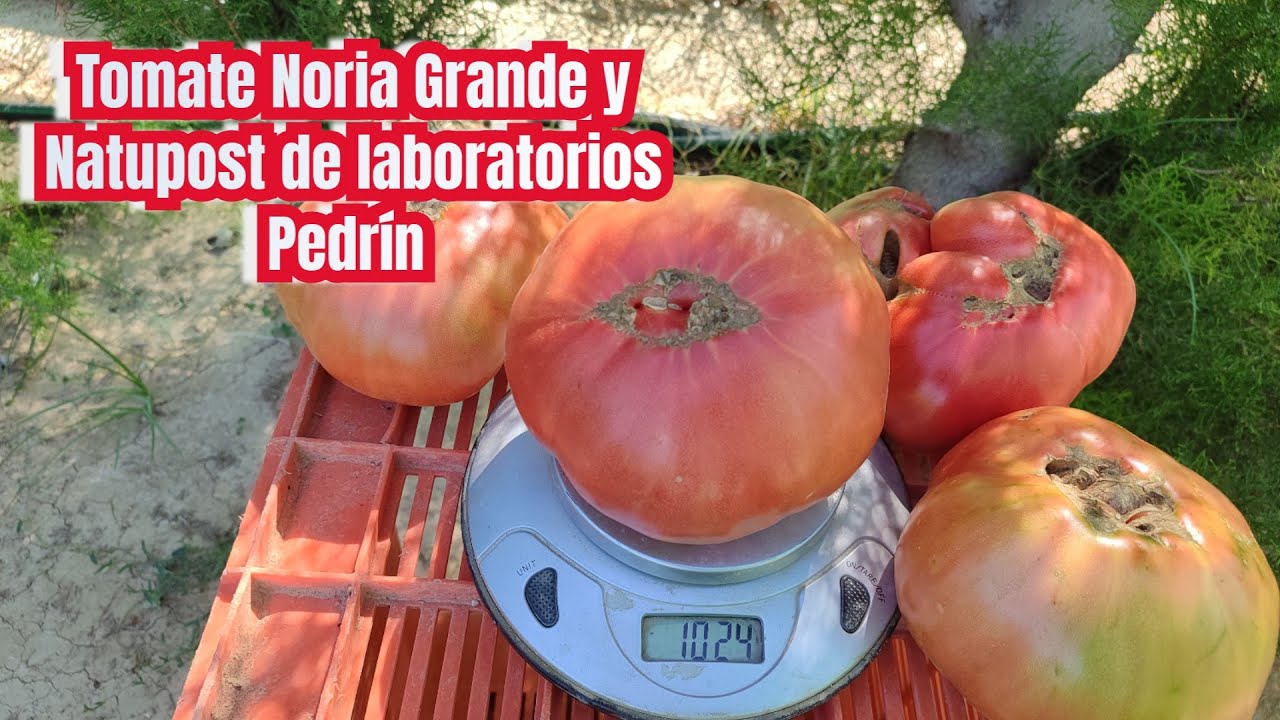 Resultados del cultivo de tomate Noria Grande con Natupost