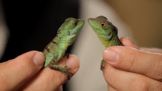 4 Cool Facts about Basilisks | Pet Reptiles