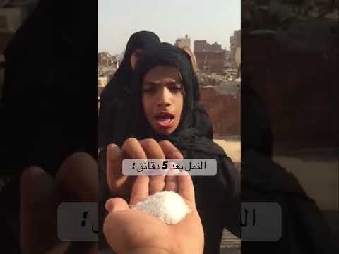 ده سكر بودرة      سكر ضحك سكر بودرة كوميديا شورت