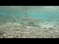 Requins  pointes noires carcharhinus melanopterus