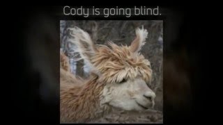 Save Codys Sight