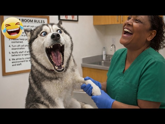 Try Not To Laugh 🤣 New Funny Dogs Video | Funniest Compilation 2026 #4