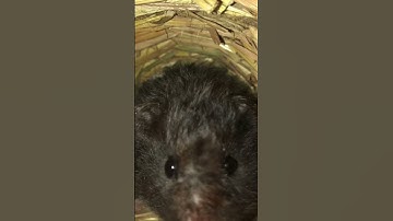 Handclap ⚠️FLASH WARNING ⚠️