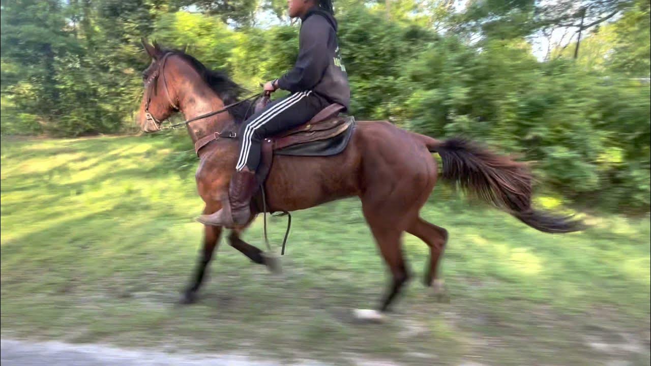 YOUNG STANDARDBRED PACER RACE HORSES (30mph) YouTube