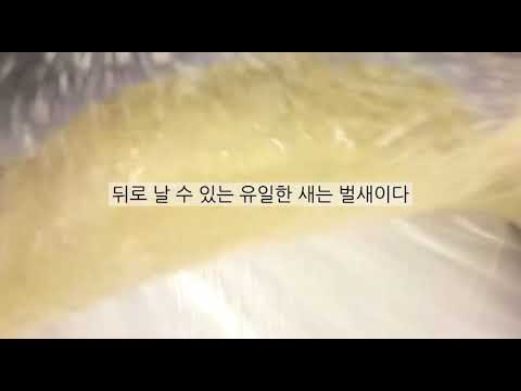 동물에 대한 신기한 사실들 / 몽글님 영상