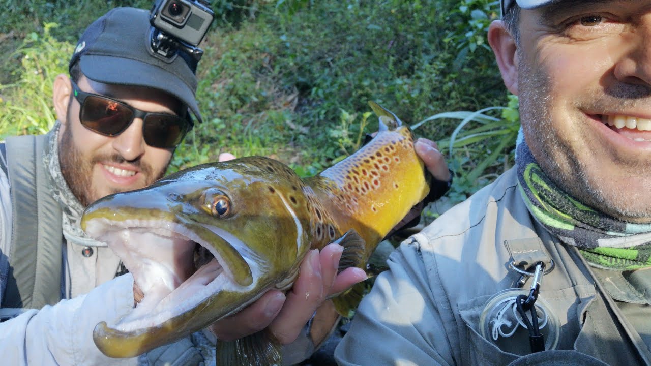 De truchas por el Ter , los mejores truchones del día a ninfa y seca---Fly Fishing Spain