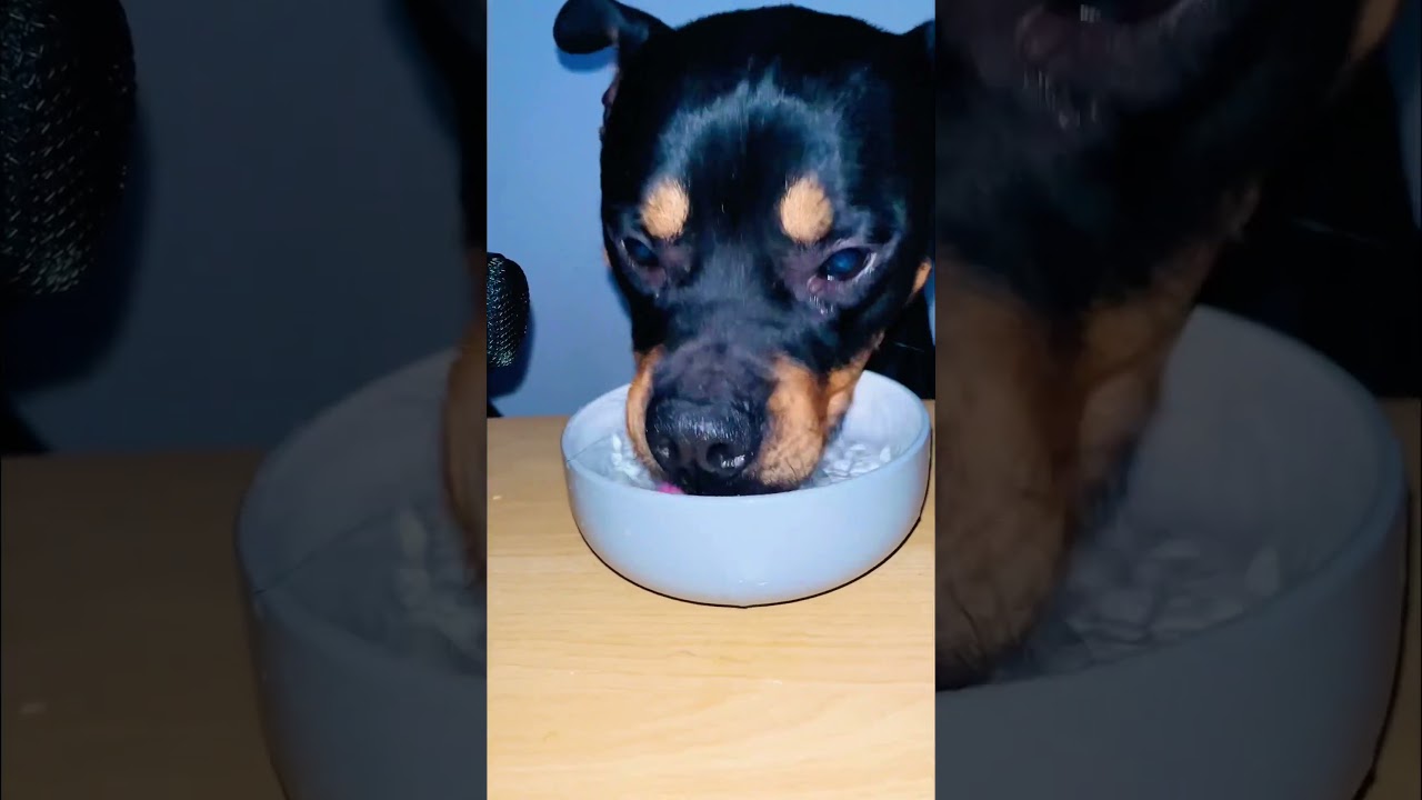 Dog Enjoys Water 💧 