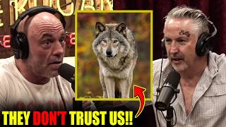 Why Most Predators WON'T Attack Humans.. | Joe Rogan