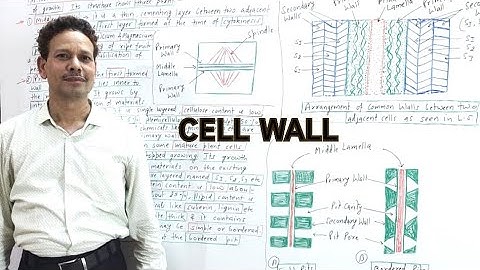 Cell Wall | Cell Biology | For IAS,NEET,GATE,NET and BSc