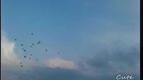 قران سوره الرحمن يساعد على راحه البال القارى مشاري العفاسي