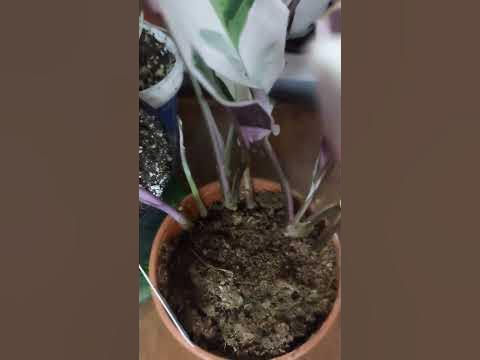 Калатея Фьюжин Вайт (Calathea Fusion White) - YouTube