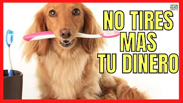 ¿Qué pasta de dientes recomiendan los veterinarios para los perros?