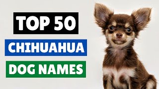 CUTE CHIHUAHUA DOG NAMES  TOP 50 ( MALE AND FEMALE )