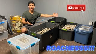 MY ENTIRE COCKROACH COLLECTION!!!