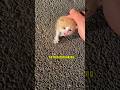 My Dog Meets the Abandoned Kitten.