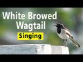 Suara Wagtail Alis Putih #bird_calls #bird_sounds - कवड्या परीट