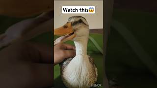 Duck farming #agriculture #elevage #animals #farming #business #breeding #duck #canard #livestock