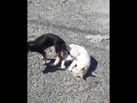 Gato pegado con perro - YouTube.