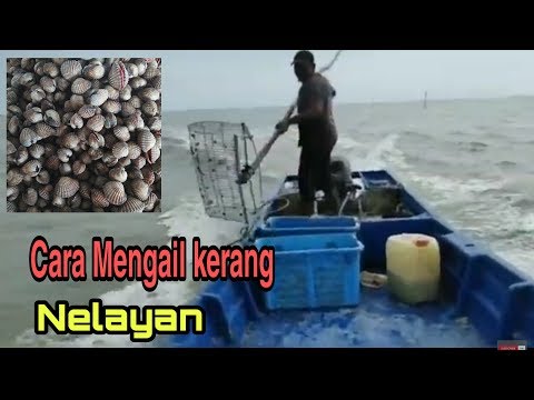 Video: Cara Mengikat Kerang Laut