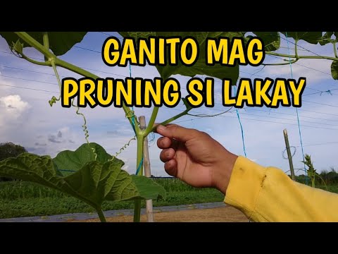 Video: Paano Tamang Pag-upo sa isang Kayak