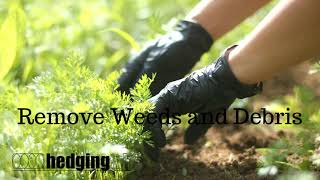 Spring Hedge Care