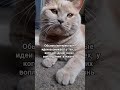 Ideas Catmichelle Cat Cat Kitty Humor Mood Laughter Meme Jokes Ideas Catmichelle Cat Cat Kitty Humor Mood Laughter Meme Jokes