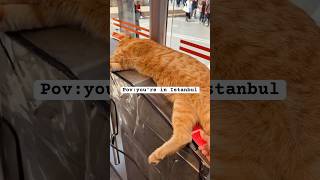 Pov: you're in Istanbul #catshorts #pov