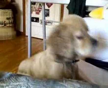 VIDEO DIVERTENTE:CANE INTELLIGENTE