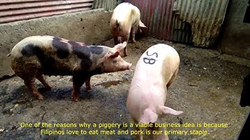 E-BUYBOY IoT DCC ICT TVL