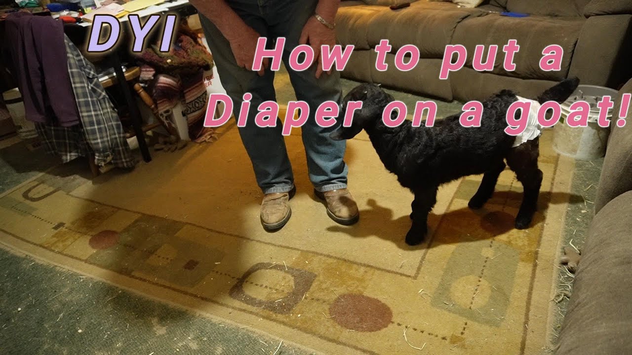 DYI Diaper On A Baby Goat YouTube dyi-diaper-on-a-baby-goat-youtube