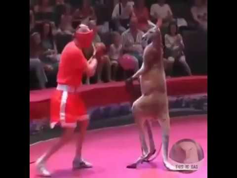 Kangaroo vs Human boxing